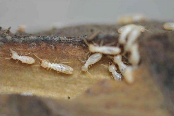 飛螞蟻和白蟻的區(qū)別是什么?