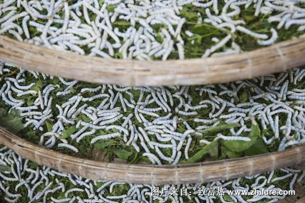 養(yǎng)蠶的季節(jié)是什么時(shí)候?