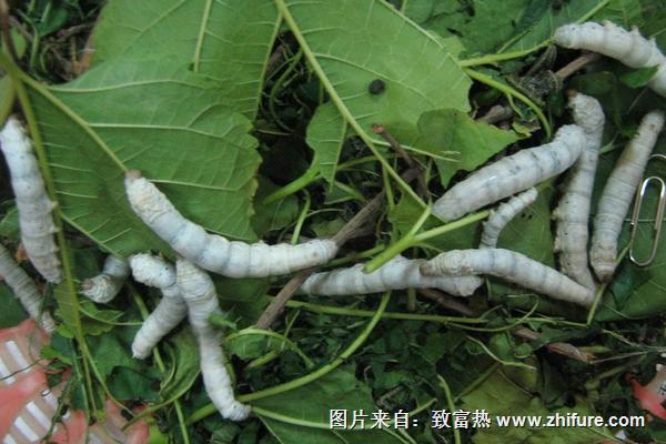 養(yǎng)蠶的方法及注意事項(xiàng)