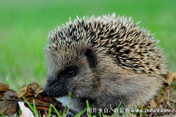 刺猬吃什么?
