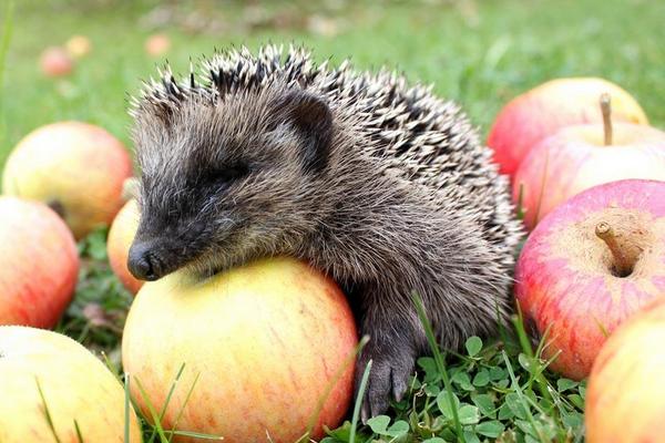 刺猬能吃嗎?