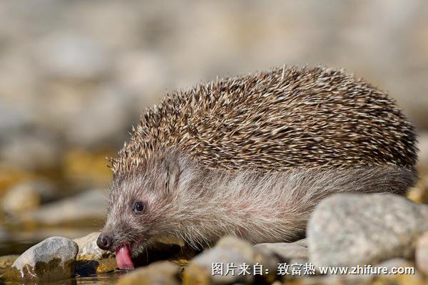 刺猬能治胃病嗎?