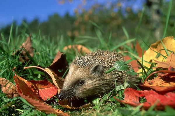 刺猬能治胃病嗎?