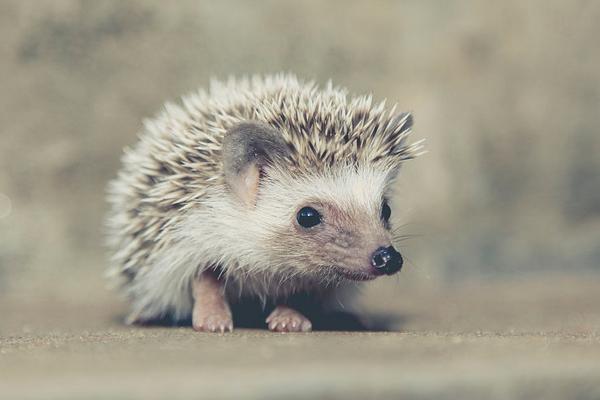 刺猬能治胃病嗎?