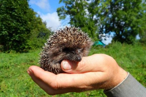 刺猬能治胃病嗎?