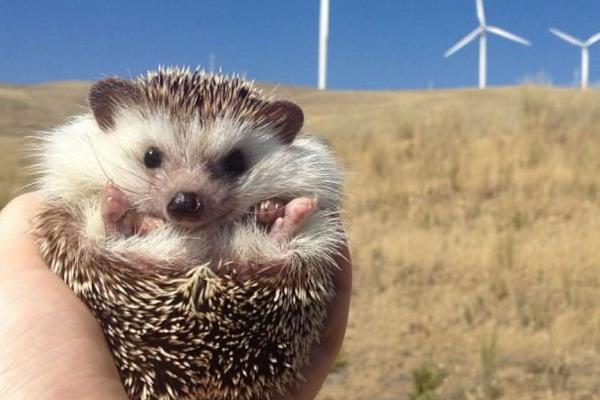 刺猬能治胃病嗎?