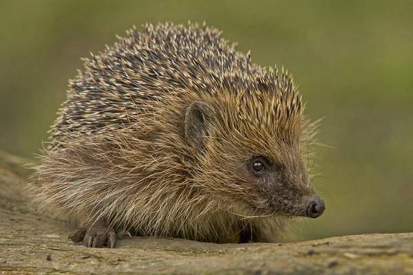 刺猬能治胃病嗎?