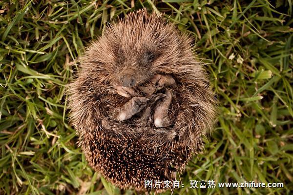 刺猬養殖方法及銷售價格