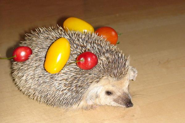 刺猬能吃嗎?