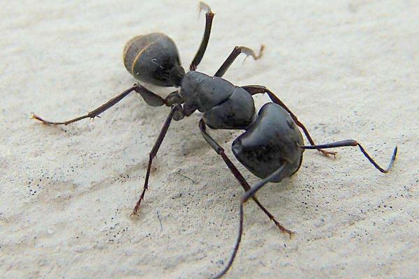 怎么消滅螞蟻窩?