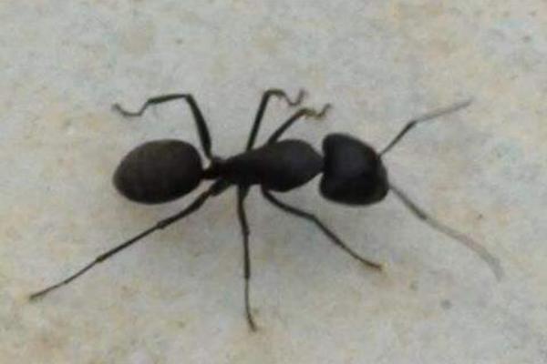 怎么消滅螞蟻窩?