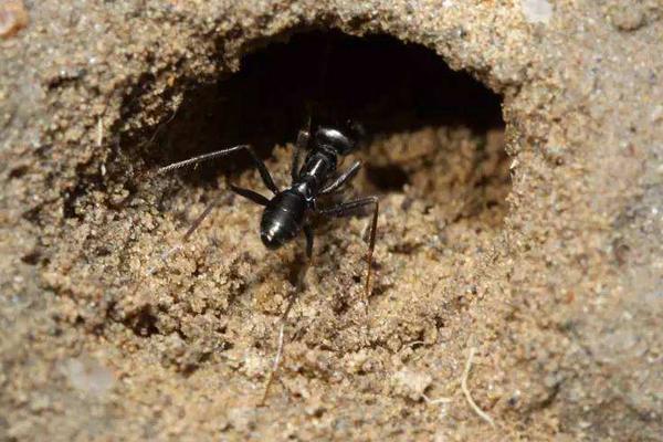 怎么消滅螞蟻窩?