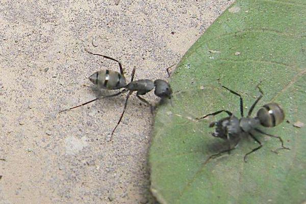 怎么消滅螞蟻窩?