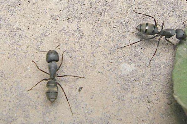 怎么消滅螞蟻窩?