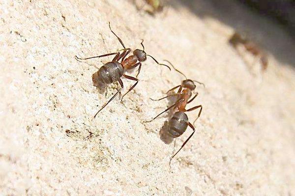 怎么消滅螞蟻窩?