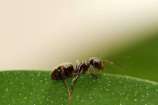 螞蟻喜歡吃什么食物?