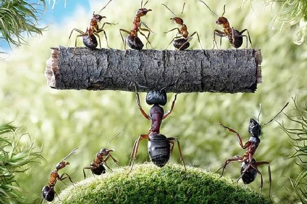 螞蟻喜歡吃什么食物?