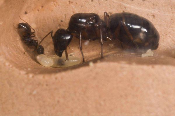 螞蟻喜歡吃什么食物?