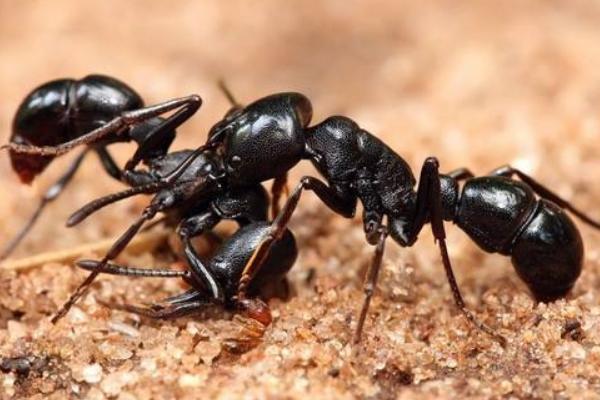 螞蟻喜歡吃什么食物?