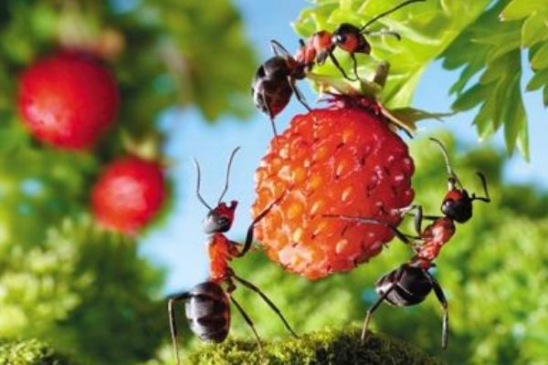 螞蟻喜歡吃什么食物?