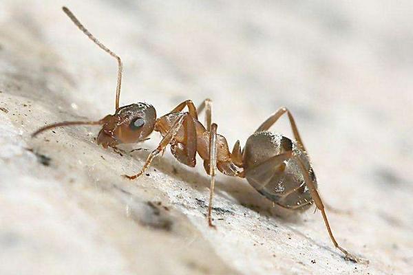 螞蟻蛇蝎丸的功效作用