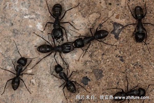 螞蟻是怎樣搬家的？