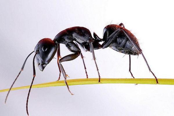 螞蟻蛇蝎丸的功效作用