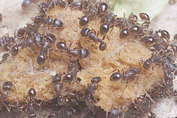 螞蟻蛇蝎丸的功效作用