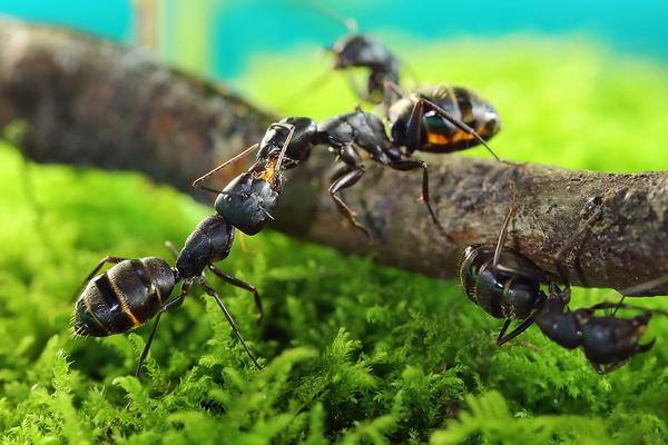 螞蟻蛇蝎丸的功效作用