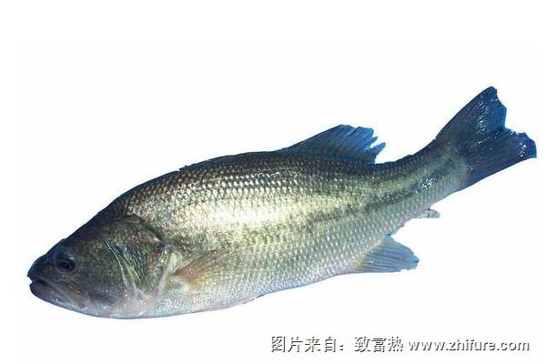 鱸魚苗價格多少錢？
