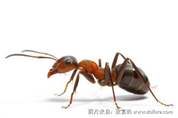 螞蟻蛇蝎丸的功效作用