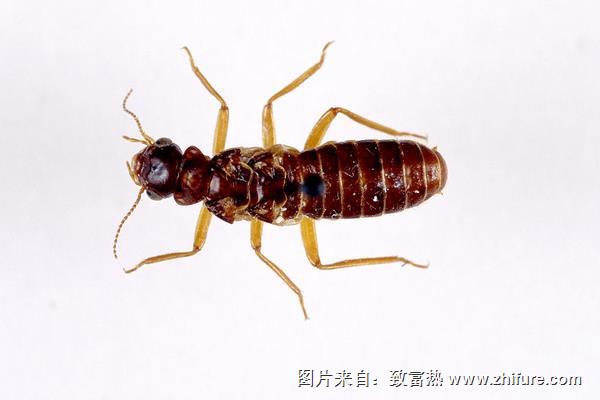 白螞蟻怎么消滅？