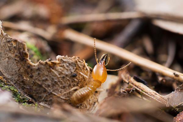 白螞蟻怎么消滅?
