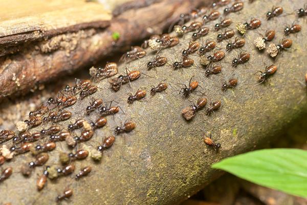 白螞蟻怎么消滅?
