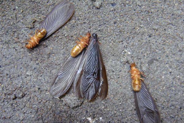 白螞蟻怎么消滅?