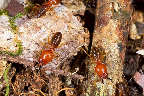 白螞蟻怎么消滅?