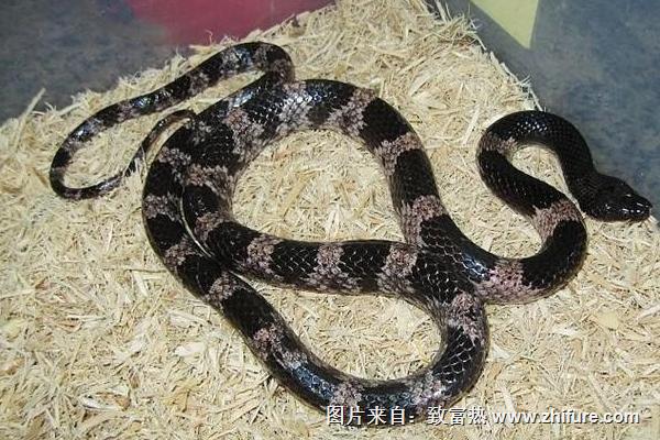 哪里有養蛇培訓班？