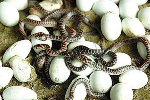 哪里有養(yǎng)蛇培訓(xùn)班？