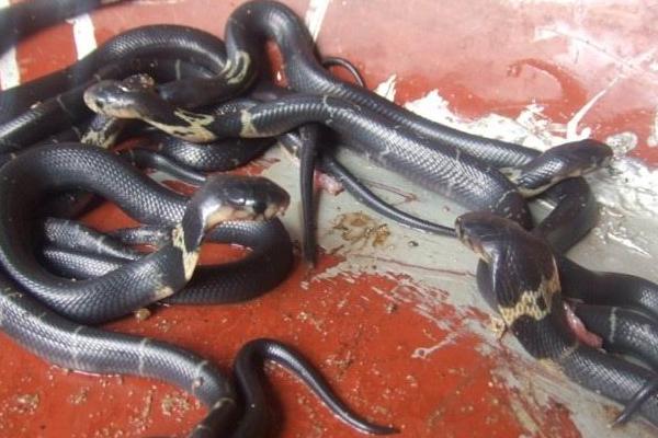 哪里有養(yǎng)蛇培訓(xùn)班？