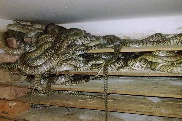 哪里有養(yǎng)蛇培訓(xùn)班？