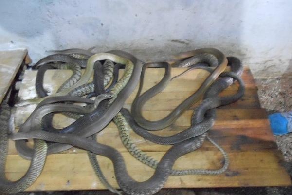 哪里有養(yǎng)蛇培訓(xùn)班？