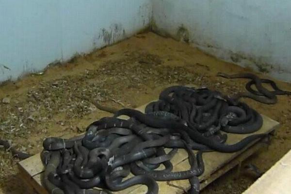 哪里有養(yǎng)蛇培訓(xùn)班？