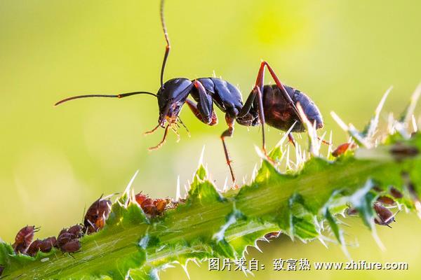 花盆里有螞蟻怎么辦？