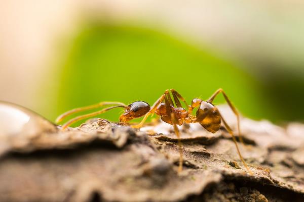花盆里有螞蟻怎么辦？
