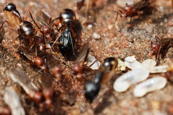 花盆里有螞蟻怎么辦？