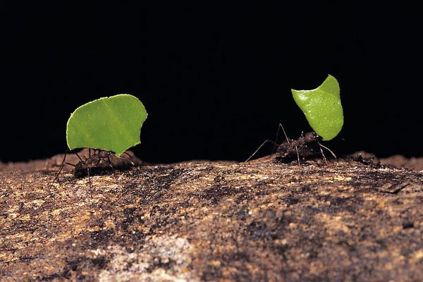 花盆里有螞蟻怎么辦？