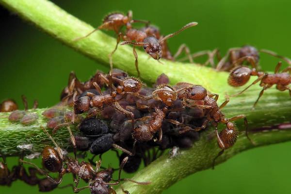 花盆里有螞蟻怎么辦？
