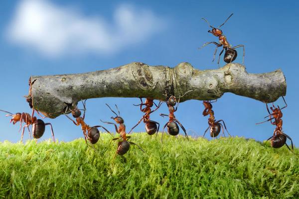 花盆里有螞蟻怎么辦？