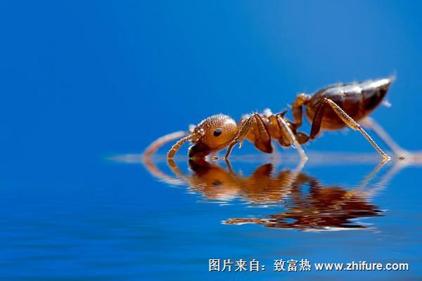 螞蟻咬了皮膚紅腫癢過敏怎么辦？