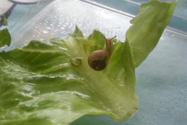 如何養蝸牛?